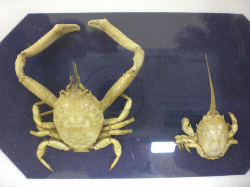 Corystes cassivelaunus male and female.JPG